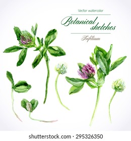 Vector botanical watercolor sketches of red clover