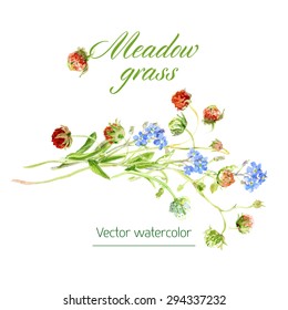 Vector botanical watercolor sketches of wild grasses and flowers