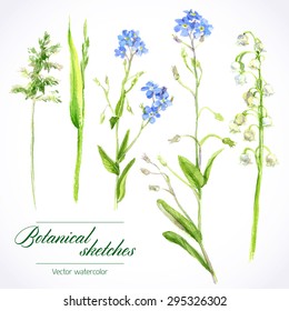 Vector botanical watercolor sketches of wild grasses and flowers