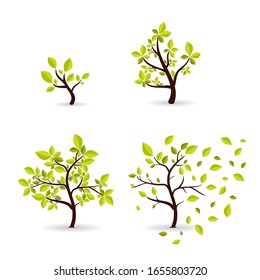 Vector botany concept cyclic growth of the tree. Environmental template development of wood from small to large, from spring to autumn. Eco style symbols set.
