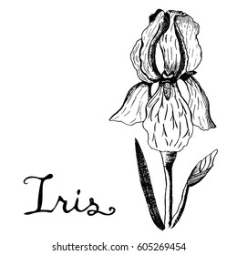 Vector botany illustration - iris in black and white