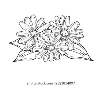 Ramo de Vector con margaritas y verdor, ramas y hojas. Ilustración, dibujo lineal, gráficos dibujados a mano en blanco y negro. Diseño y embalaje, hierbas papitok, planta útil, ingrediente natural