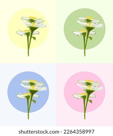 Сhamomile vector. A bouquet of daisies on different backgrounds. Vector drawing of flowers. White flowers. Relaxation.
