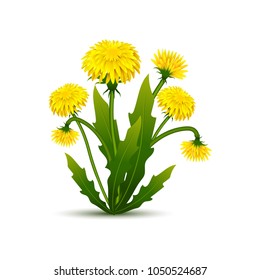 Vector bouquet of dandelions with leaves. Vector spring flowers