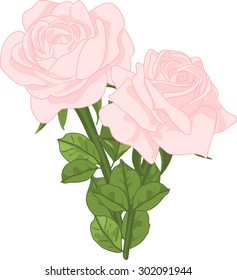 Vector bouquet of delicate pink roses on a white background.