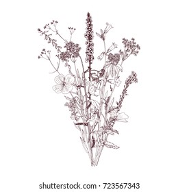 Vector bouquet with drawing wild plants, herbs and flowers, monochrome botanical illustration in vintage style, isolated floral element