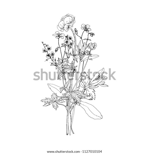 Vector Bouquet Drawing Wild Plants Herbs Stock Vector (Royalty Free ...