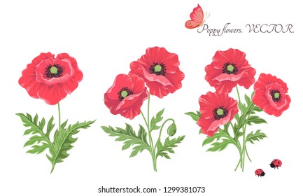 Vector. Bouquet of flowers. Blooming red poppy flowers-butterfly ladybug buds leaves isolated on white. Floral Botanical illustrations for decor design or holiday greeting template.