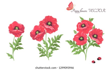 Vector. Bouquet of flowers. Flowering red poppy flowers buds leaves-isolated on white . Floral Botanical illustrations for decor design or holiday greeting template.
