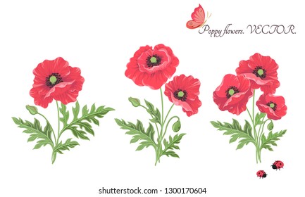 Vector. Bouquet of flowers. Flowering red poppy flowers buds leaves-isolated on white . Floral Botanical illustrations for decor design or holiday greeting template.