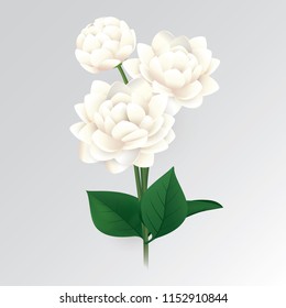 Vector bouquet of jasmine. Flower background