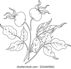 vector bouquet line art botany wild rose leaves and berries black and white