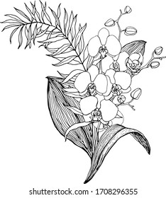 Vector bouquet with line art orchids and eucalyptus. Hand painted tropical card with flowers, branches and leaves isolated on white background. Floral illustration for design, print, background.