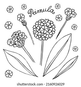Vector bouquet with outline Primula or Primrose flower and leaves in black isolated on white background. Round composition with bloom Primula in contour style for spring design and coloring book. svg