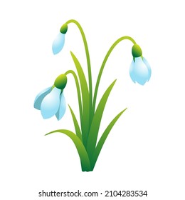 Vector bouquet of snowdrops. First spring flowers.