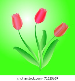 Vector bouquet from three beautiful tulips