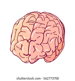 Vector brain, isolated on a white background. Cartoon style medicine illustration. Part of the human body.