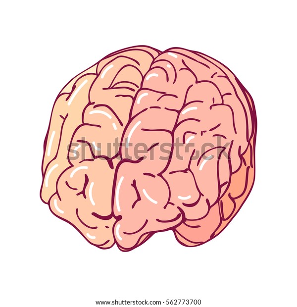 Vector Brain Isolated On White Background Stock Vector (Royalty Free