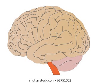 Vector a brain of the person