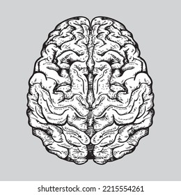 vector brain seen from above all details