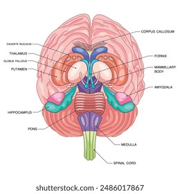 Vector of a brain that consists of the main parts of the human brain.  Human brain vector illustration