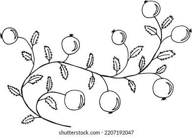 Vector branch with berries. Pomegranate fruit. Ripe large berries on a branch.