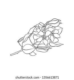 vector branch of blooming apple tree with leaves and flowers, hand drawn illustration