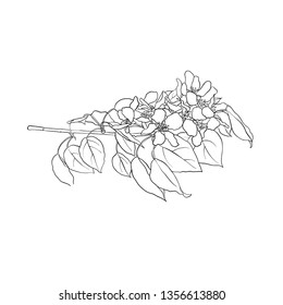 vector branch of blooming apple tree with leaves and flowers, hand drawn illustration