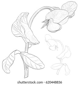 Vector.  Branch of blossoming peas. Abstract wallpaper with floral motifs.  Wallpaper. Use printed materials, signs, posters, postcards, packaging.  