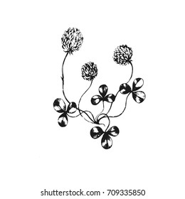 Vector branch of  clover. Hand drawn botanical  illustration with wild clover. For print, card and  other herbal design. Black on white, ink sketch.