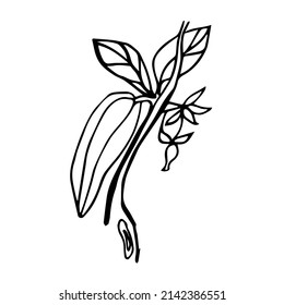 Vector branch of a cocoa tree with leaves and cocoa beans. Doodle illustration of cocoa on a white background isolated