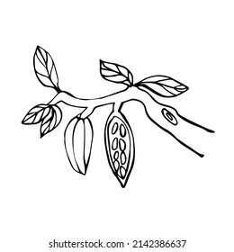 Vector branch of a cocoa tree with leaves and two cocoa beans. Doodle illustration of cocoa on a white background isolated