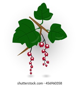 vector branch of a currant on a white background