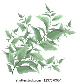Vector branch with green leaves in watercolor style. All elements are isolated.