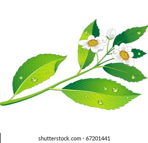 Vector branch of green tea with flowers and leaves