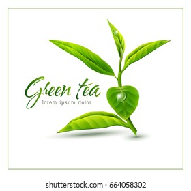 Rama vectorial de té verde aislado en fondo blanco. Elemento de diseño, plantilla.