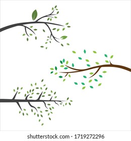 Rama vectorial , Ilustración dibujada a mano de la plantilla de diseño de rama de árbol