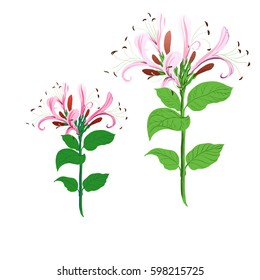 Vector. Branch honeysuckle. Wallpaper.  Use printed materials, signs, posters, postcards, packaging.  