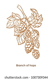 Vector branch of hops with leaf and cone Botanical art line drawing design Realistic sketch of plant Eco food Nature background Organic drink, beer Herb illustration isolated on white background Eps10