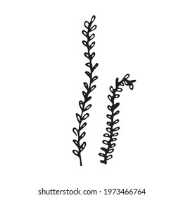 Vector branch. Illustration for postcards and invitations. Drawing for printing. Doodle.