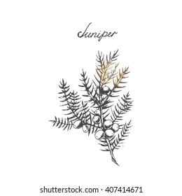 Vector branch of Juniper with berries. Hand drawn herbal illustration in sketch style. Juniper is a medical and food herbal ingredient. 