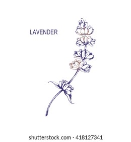 Vector branch of Lavender flower. Hand drawn vintage herbal sketch.