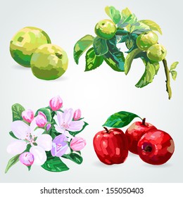 vector branch with leaves and apples and apple blossoms