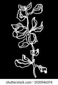 vector branch with leaves black and white. Minimalistic botanical illustration, hand drawing