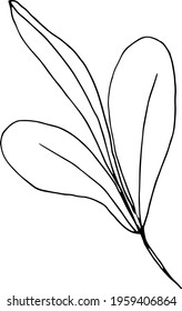 vector branch with leaves black and white. Minimalistic botanical illustration, hand drawing