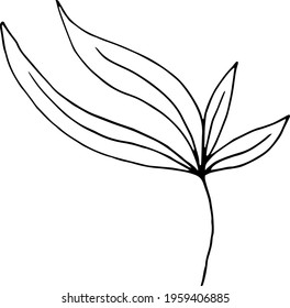 vector branch with leaves black and white. Minimalistic botanical illustration, hand drawing