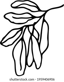 vector branch with leaves black and white. Minimalistic botanical illustration, hand drawing
