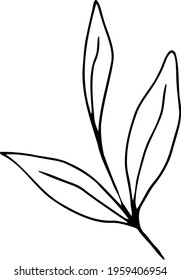 vector branch with leaves black and white. Minimalistic botanical illustration, hand drawing