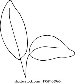 vector branch with leaves black and white. Minimalistic botanical illustration, hand drawing