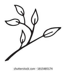 Vector branch with leaves. Hand drawn tree branch on white background.